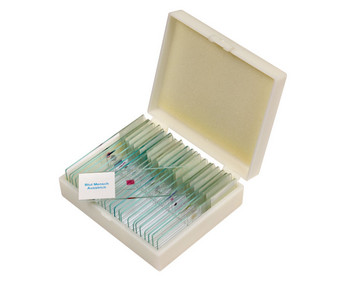 Betzold Präparate Set 2