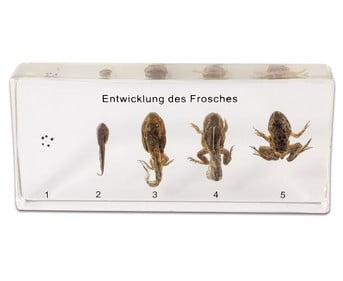 Betzold Der Lebenszyklus des Frosches