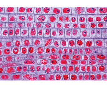 Zellteilung/Mitose Präparate und Foliensätze