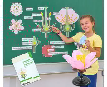 Betzold Tafelmaterial Von der Kirschblüte bis zur Frucht