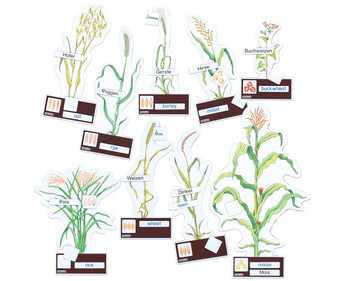 Betzold Getreidearten bestimmen leicht gemacht